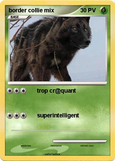 Pokemon border collie mix