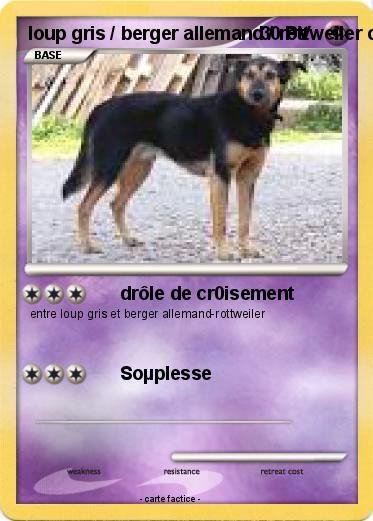 Pokemon loup gris / berger allemand / rottweiler croisé