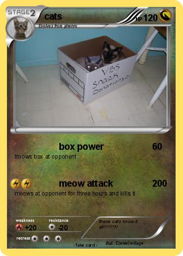 Pokemon cats
