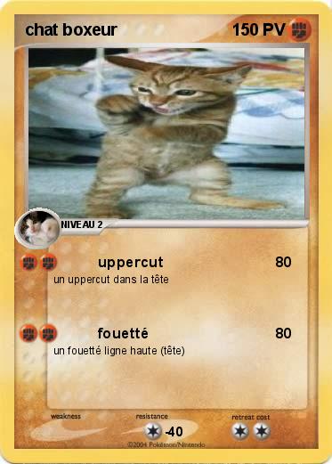 Pokemon chat boxeur