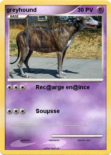 Pokemon greyhound