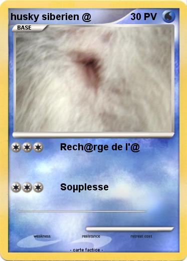Pokemon husky siberien @