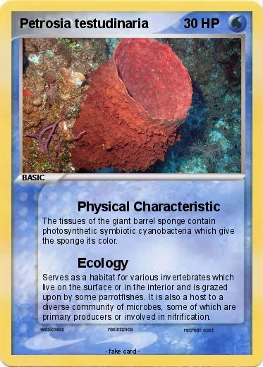 Pokemon Petrosia testudinaria