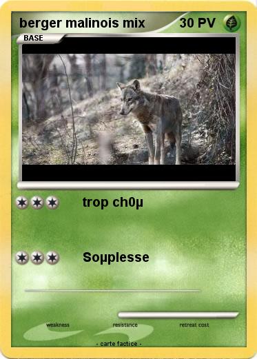 Pokemon berger malinois mix