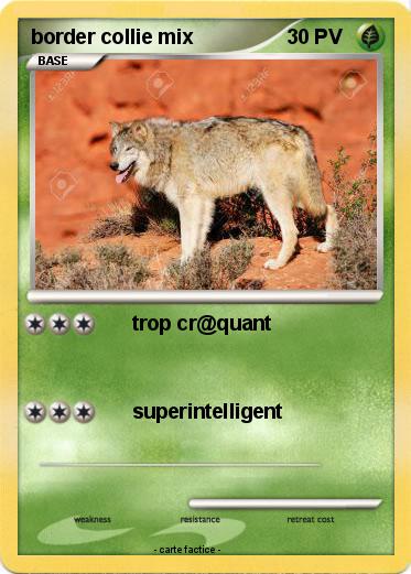 Pokemon border collie mix