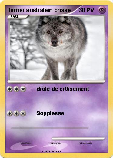 Pokemon terrier australien croisé