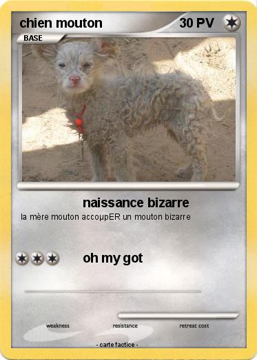 Pokemon chien mouton