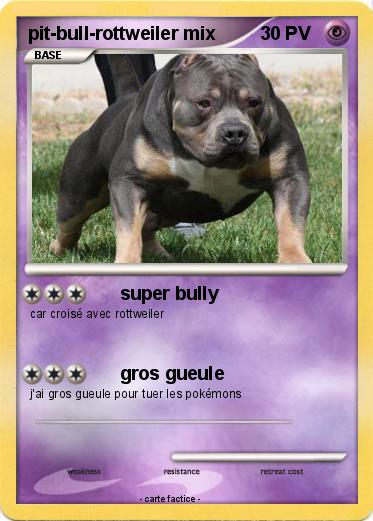Pokemon pit-bull-rottweiler mix
