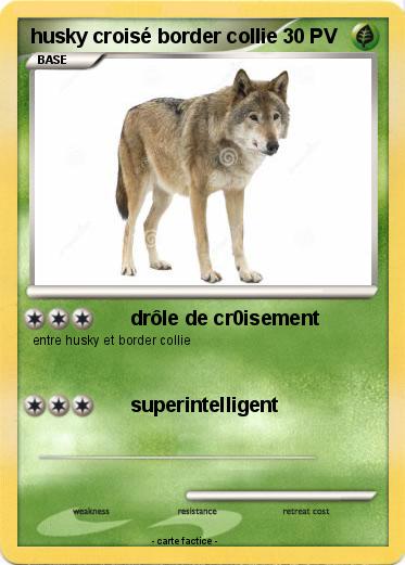 Pokemon husky croisé border collie