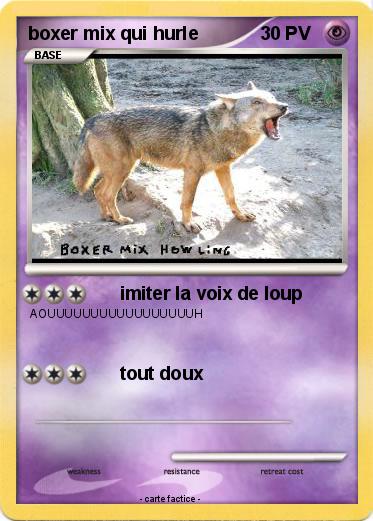 Pokemon boxer mix qui hurle