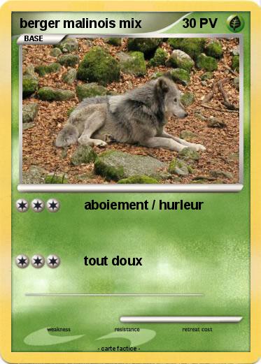 Pokemon berger malinois mix