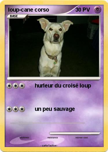 Pokemon loup-cane corso
