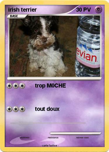 Pokemon irish terrier