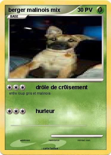 Pokemon berger malinois mix