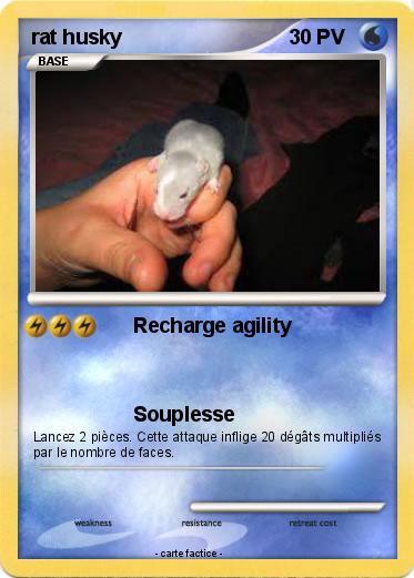 Pokemon rat husky