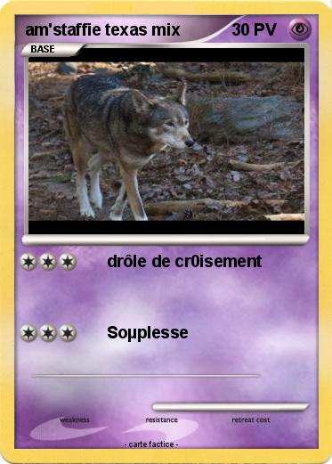 Pokemon am'staffie texas mix