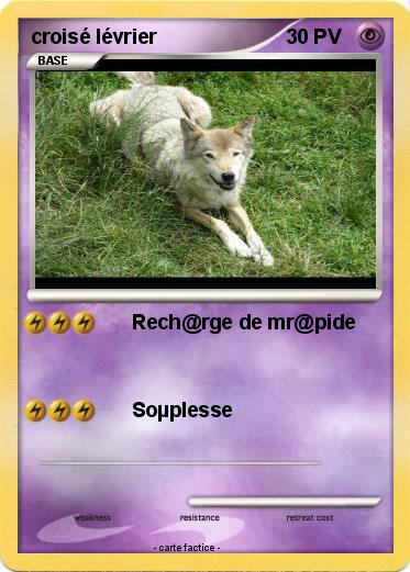 Pokemon croisé lévrier