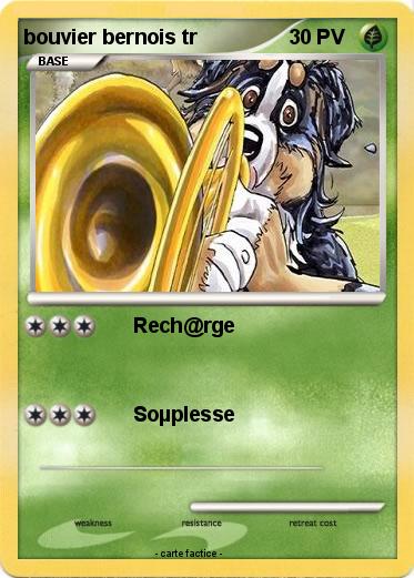 Pokemon bouvier bernois tr
