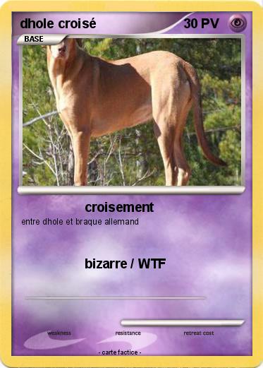 Pokemon dhole croisé