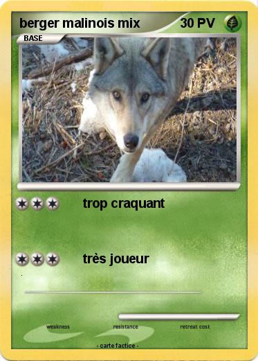 Pokemon berger malinois mix