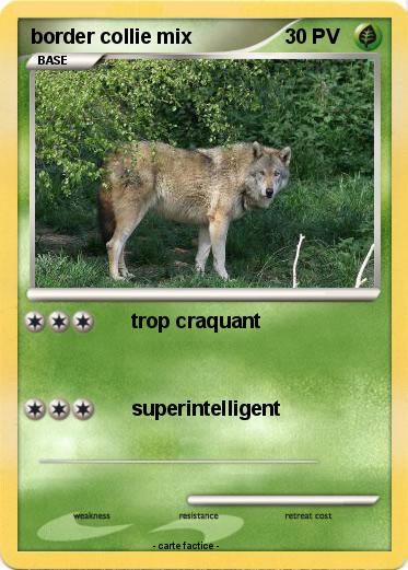Pokemon border collie mix