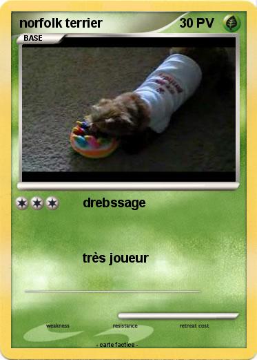 Pokemon norfolk terrier