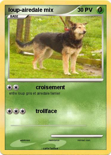 Pokemon loup-airedale mix