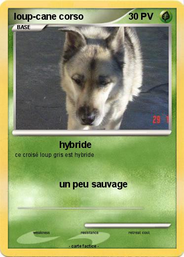 Pokemon loup-cane corso