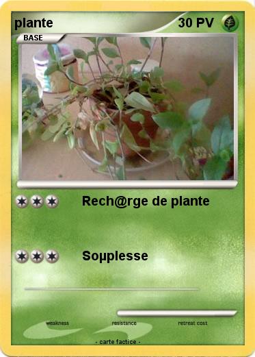Pokemon plante