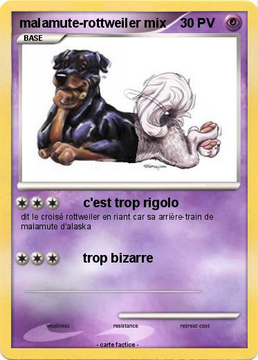 Pokemon malamute-rottweiler mix