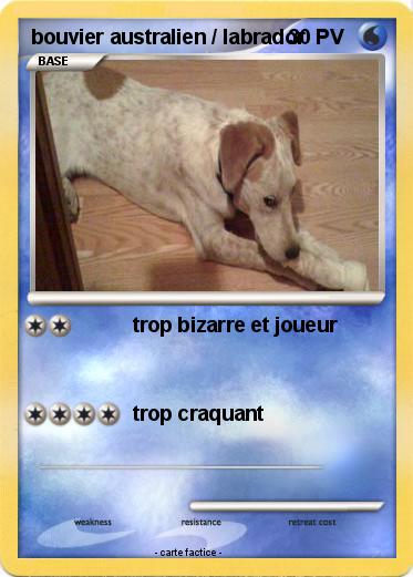Pokemon bouvier australien / labrador