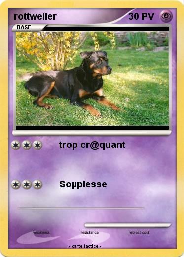 Pokemon rottweiler