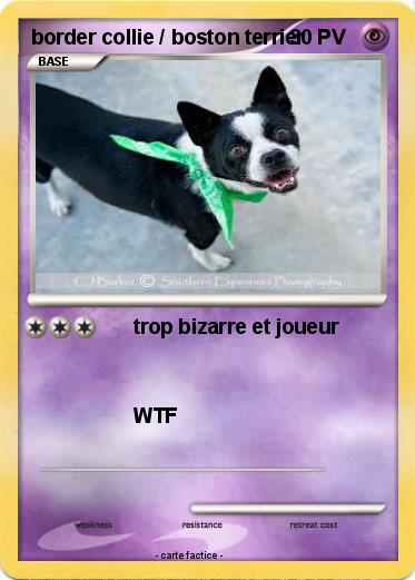 Pokemon border collie / boston terrier