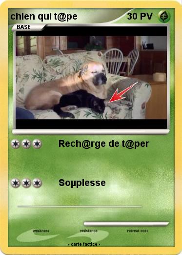 Pokemon chien qui t@pe