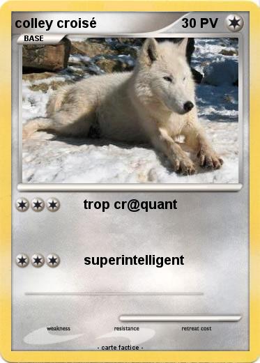 Pokemon colley croisé