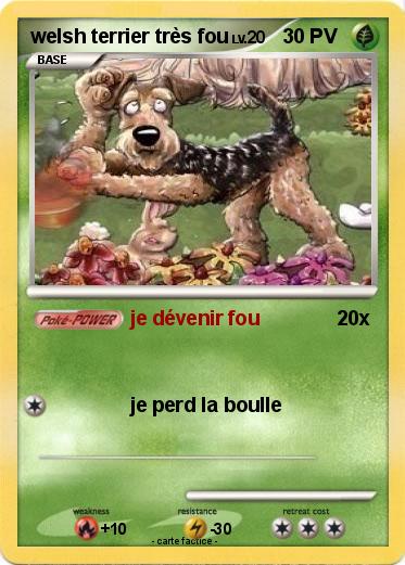 Pokemon welsh terrier très fou