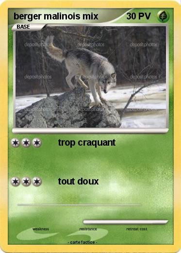 Pokemon berger malinois mix