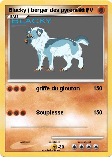 Pokemon Blacky ( berger des pyrénées )