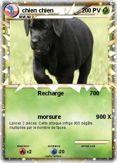 Pokemon chien chien                                                                                                3