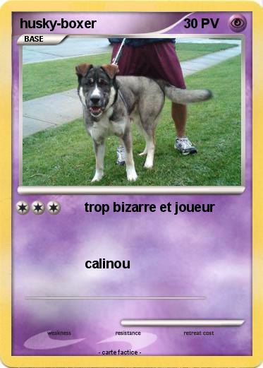 Pokemon husky-boxer