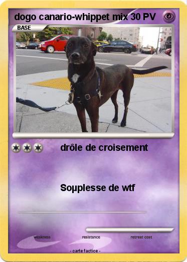 Pokemon dogo canario-whippet mix