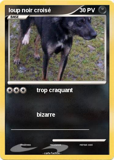 Pokemon loup noir croisé