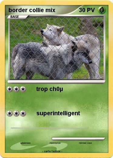Pokemon border collie mix