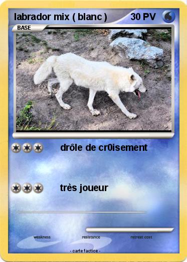 Pokemon labrador mix ( blanc )