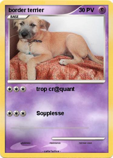 Pokemon border terrier