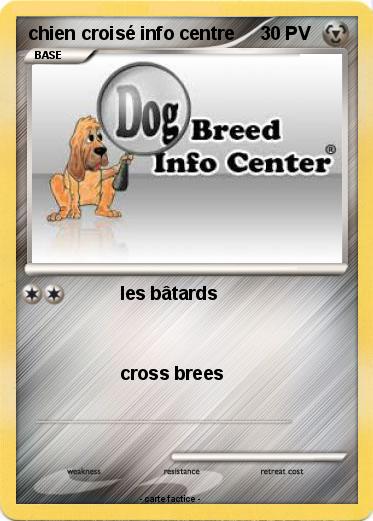Pokemon chien croisé info centre
