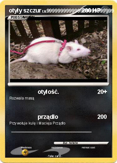 Pokemon otyły szczur