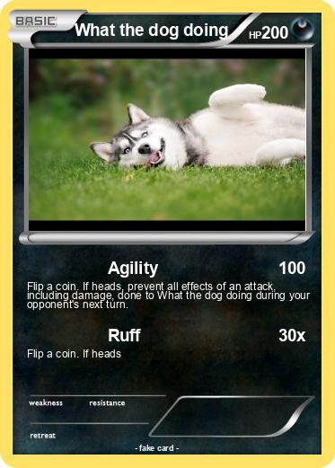 Pokemon What the dog doing