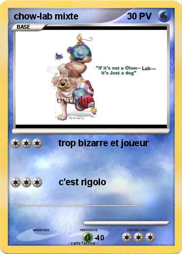 Pokemon chow-lab mixte