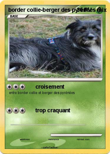 Pokemon border collie-berger des pyrénées mix